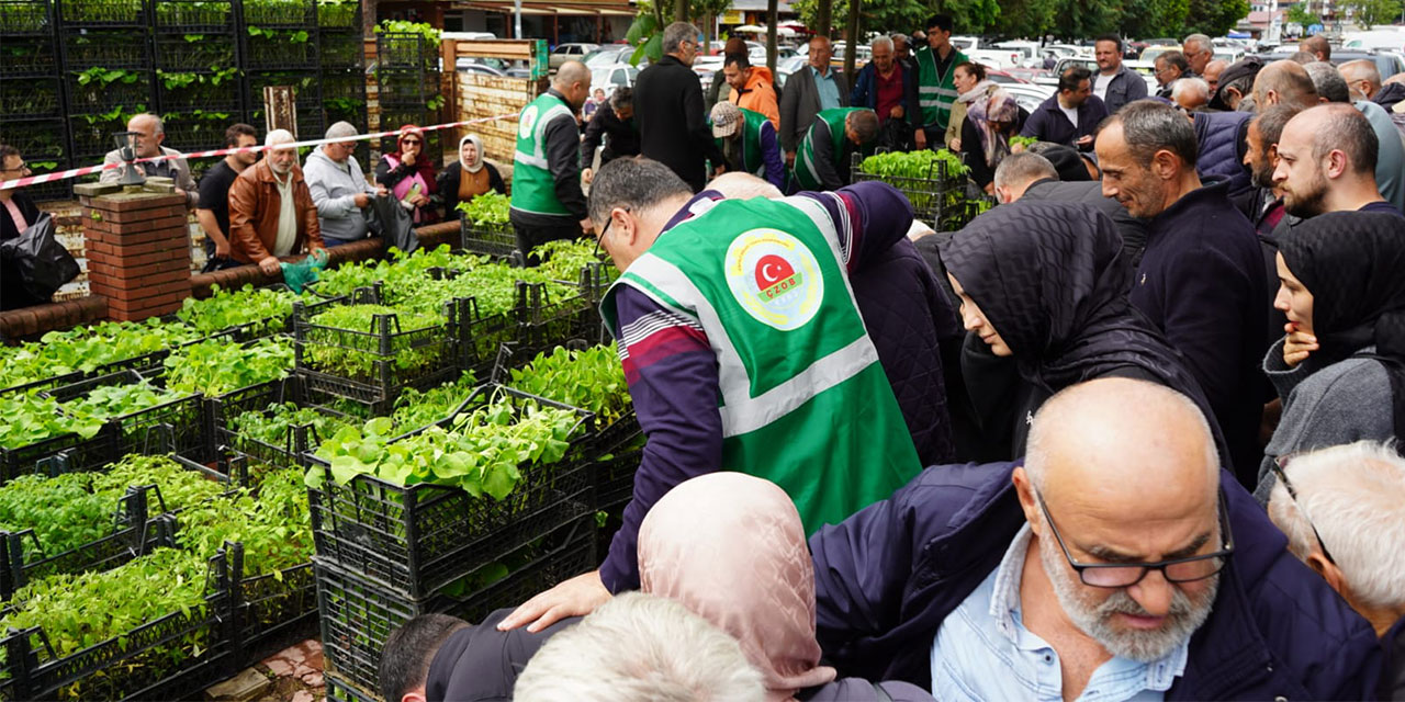 Çayeli’de 20 Bin Fide Ücretsiz Dağıtıldı