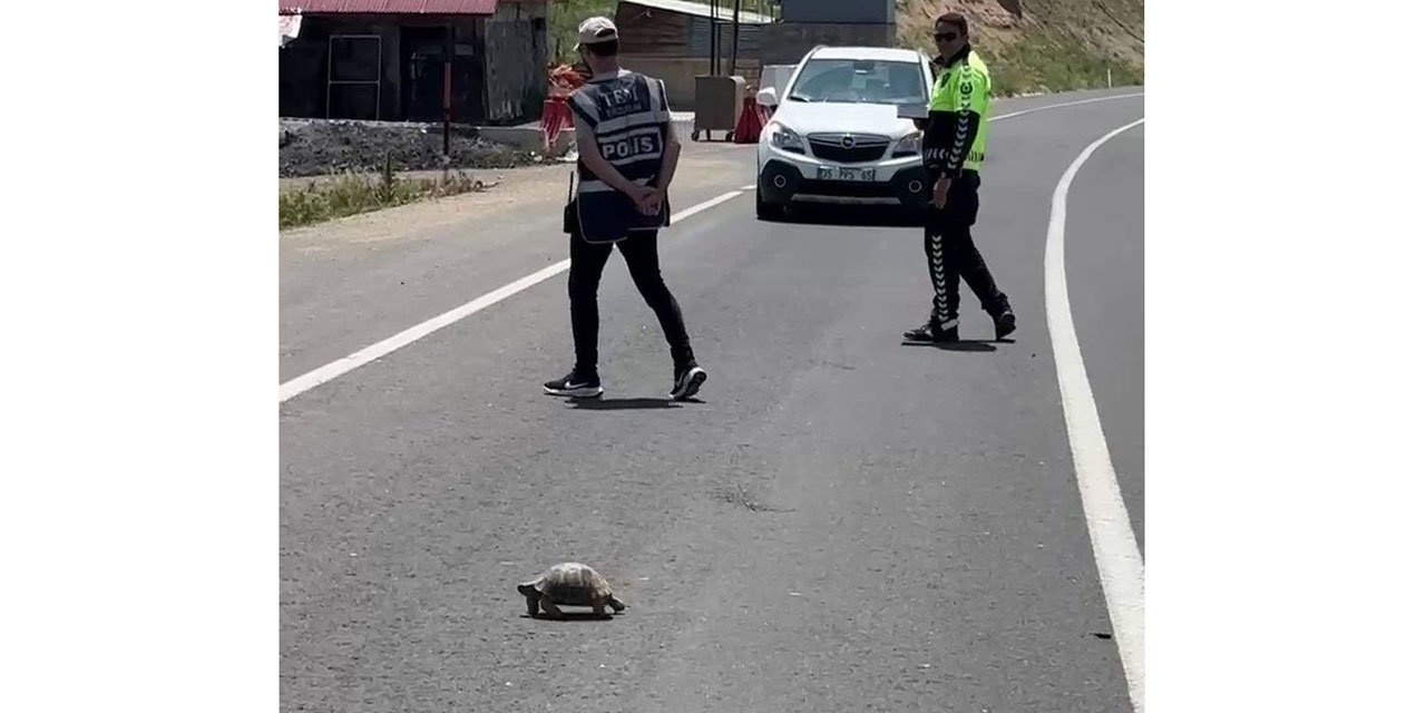 Hınıs'ta yürekleri ısıtan görüntü: Polis memuru kaplumbağa için trafiği durdurdu