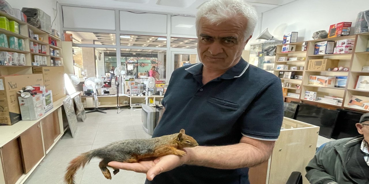 Yol kenarında bulduğu sincabı kurtarmaya çalıştı