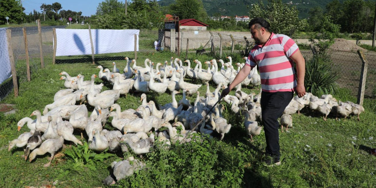 Ordu'da belediye desteğiyle kaz üretiliyor