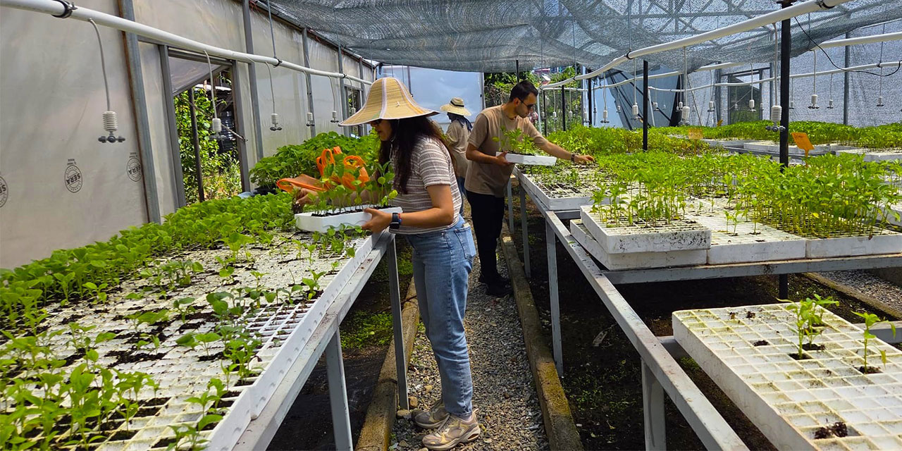 Rize’de Aile Çiftçiliği Projesiyle 8.000 Sebze Fidesi Dağıtıldı