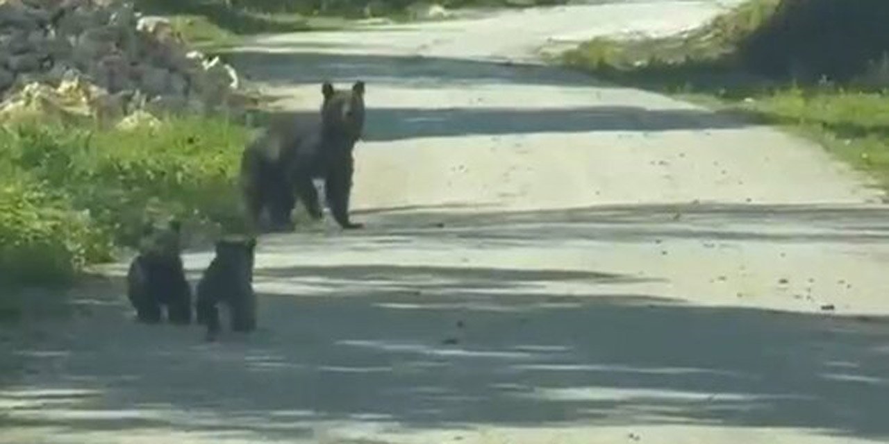 Yola inen bozayı ile 2 yavrusu görüntülendi