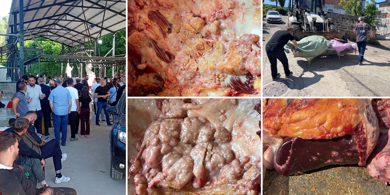 Rize İl Tarım ve Orman Müdürlüğü'nden Tüberküloz Açıklaması