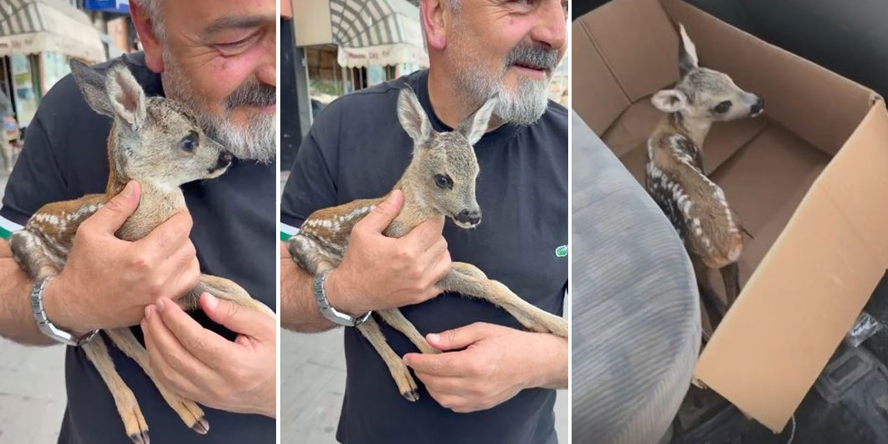 Çay bahçesinde bulunan yavru karaca doğaya bırakıldı