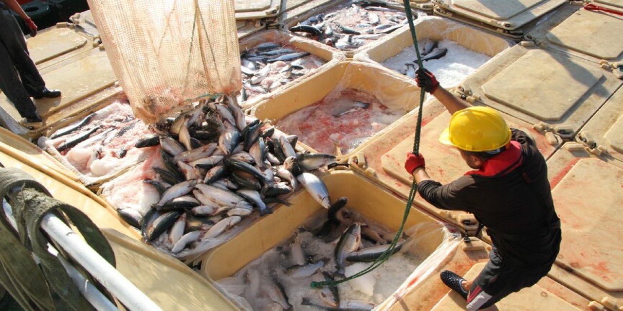 Doğu Karadeniz'in 5 aylık Türk somonu ihracatı 59,8 milyon doları aştı