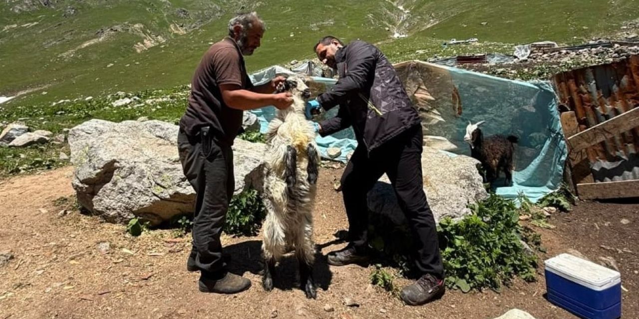 Rize’de ekipler yaylalarda küçükbaş hayvan denetiminde