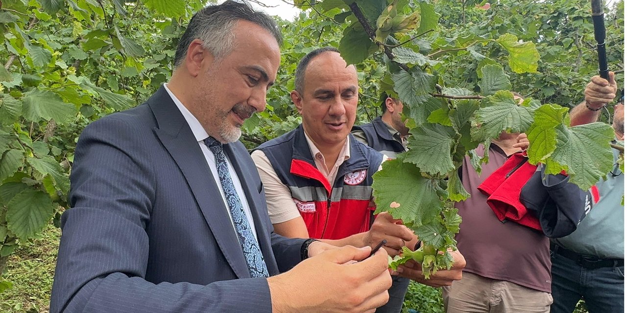 Giresun'da kahverengi kokarcaya karşı doğaya 1000 samuray arısı salındı