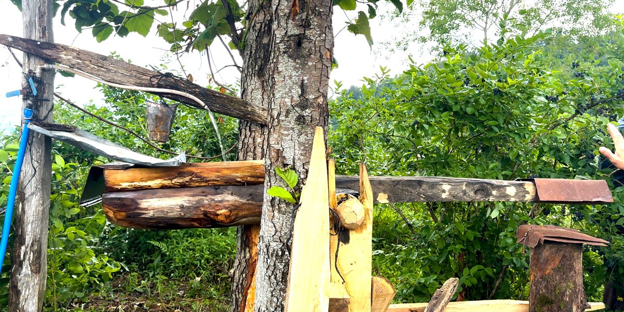 Rizelinin atadan kalma ayı savarı: 'Carimangana'