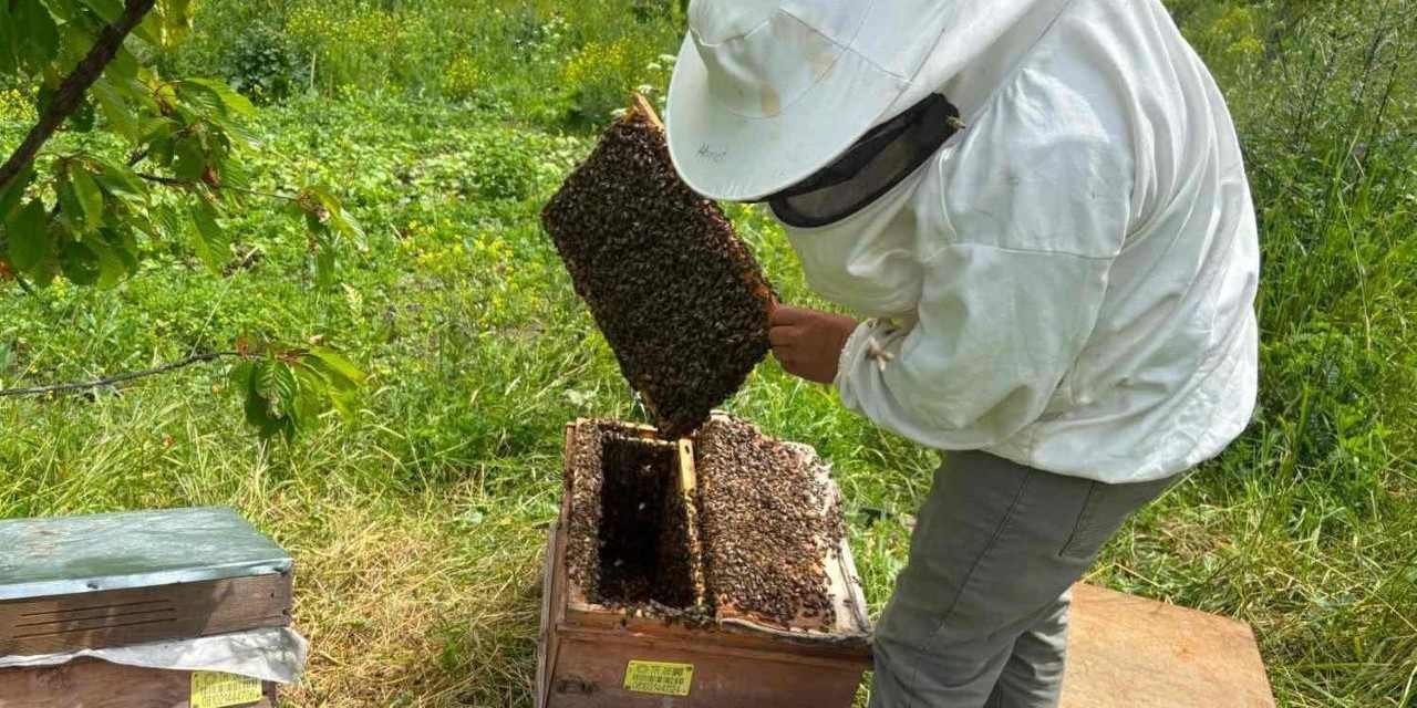 Dünyanın nadir ürünü ‘Yeşil Bal’ Artvin’de hasada hazırlanıyor
