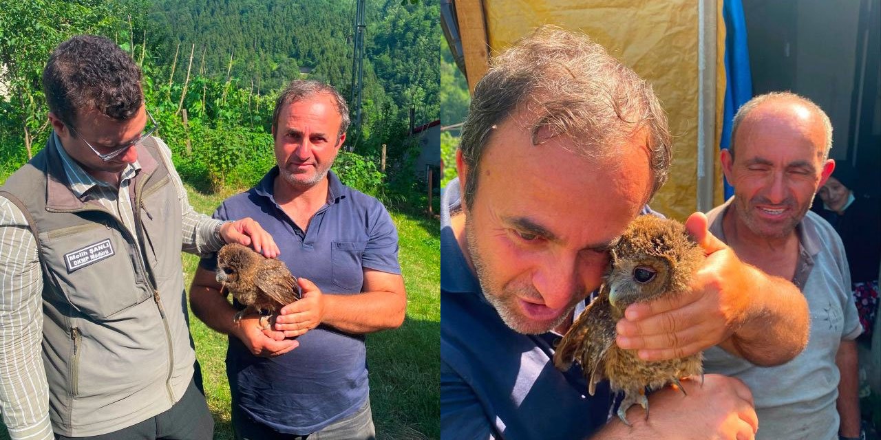 Trabzon bulunan yavru baykuş DKMP’ye teslim edildi