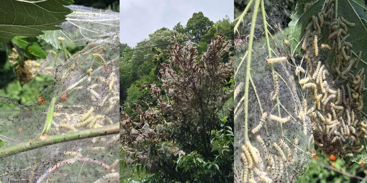 Rize’de tırtıl dolu yapraklar üreticiyi tedirgin ediyor
