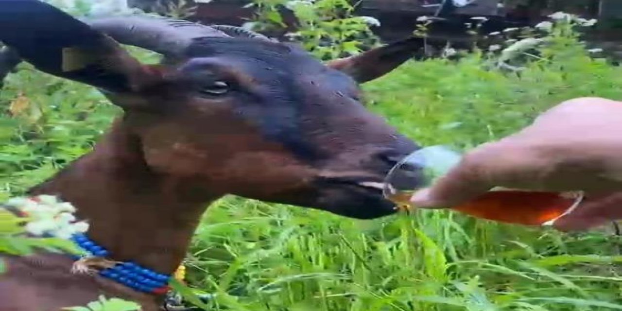 Rize'de keçinin bardaktan çay içtiği görüntüler herkesi tebessüm ettirdi