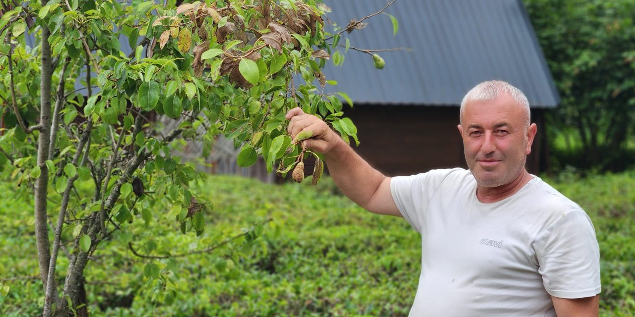 Vampir Kelebek ve kahverengi kokarcanın ardından Doğu Karadeniz'de şimdi de tırtıl tehdidi