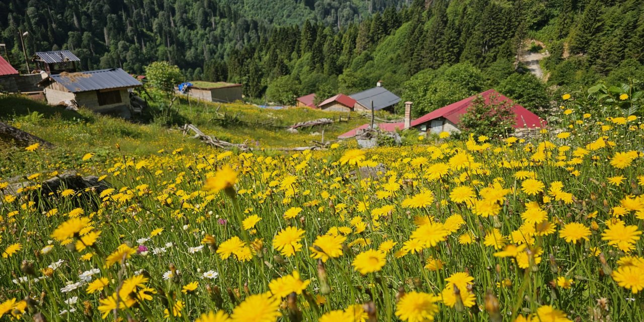 Kaçkar Dağları'nın etekleri sarı çiçeklerle renklendi