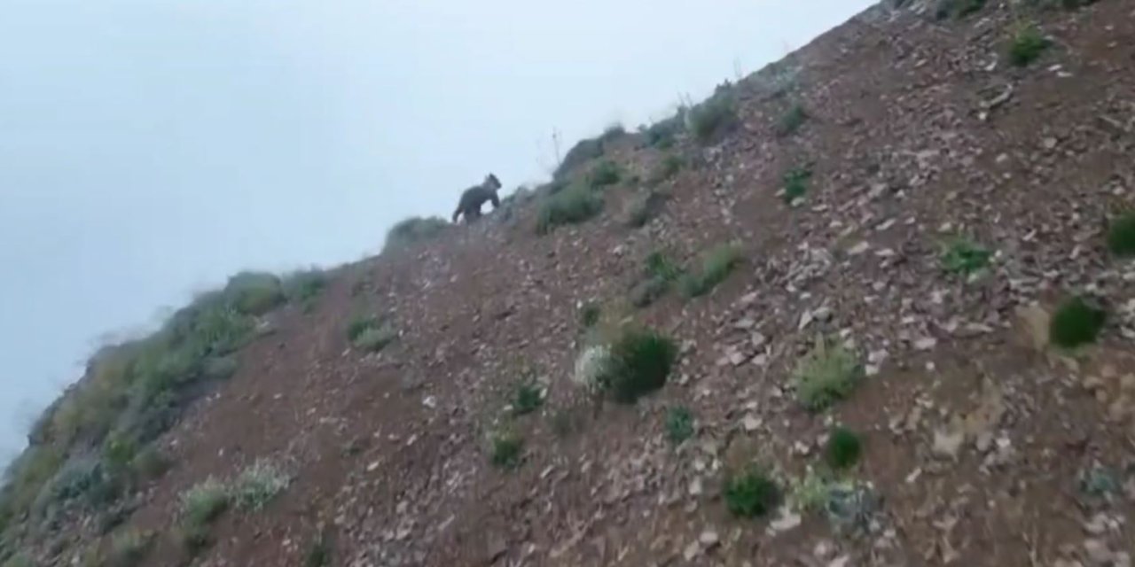 Kırsalda yiyecek arayan ayı, dronu fark edince kaçtı