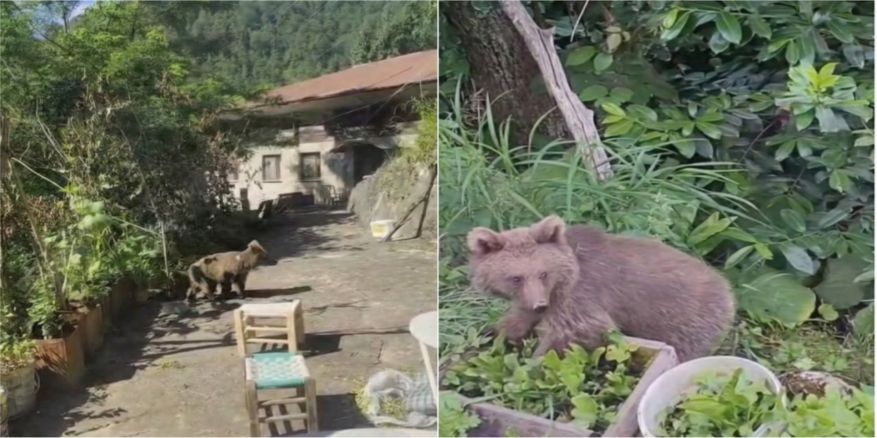Rize'de evlerinin önüne gelen yavru ayıyı beslediler