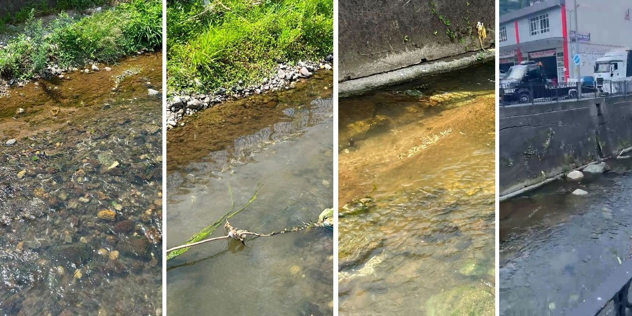 Rize’de derede toplu balık ölümleri