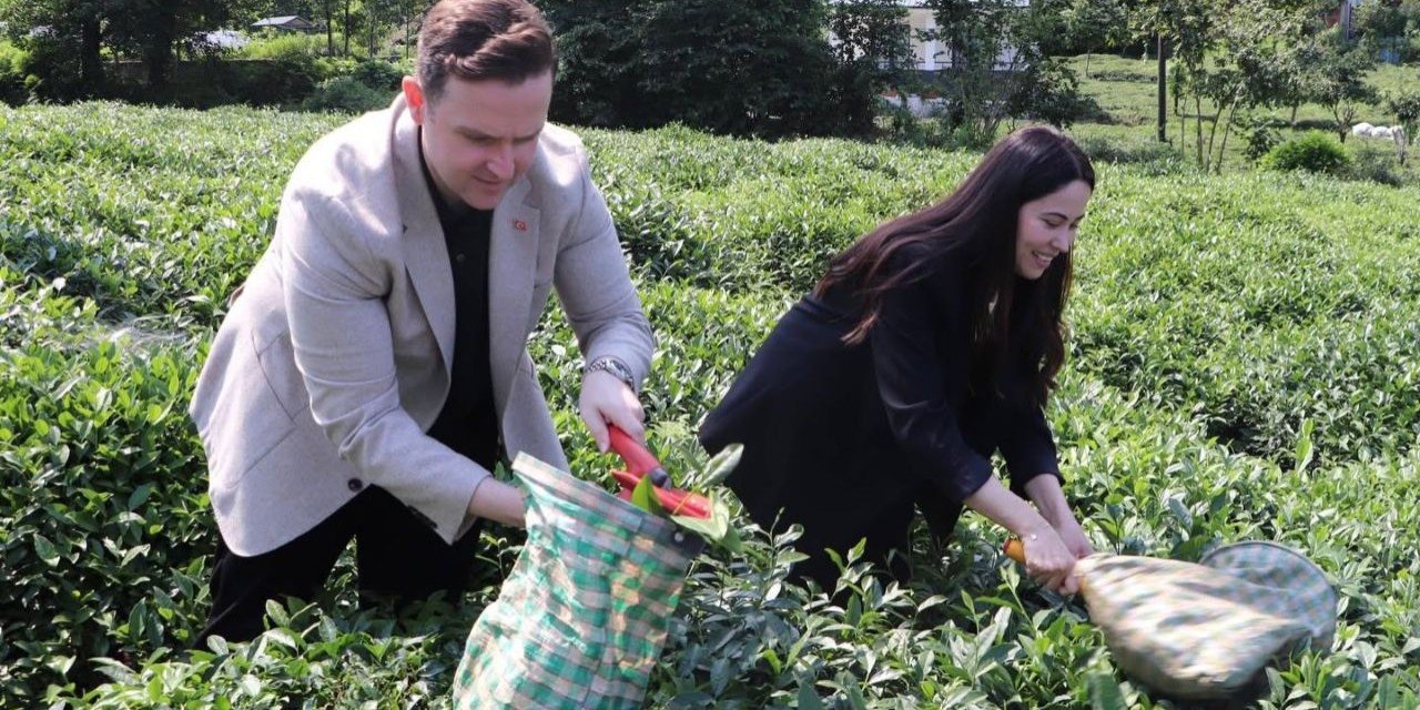 Yeni Kaymakam, vali yardımcısı eşi ile çay topladı