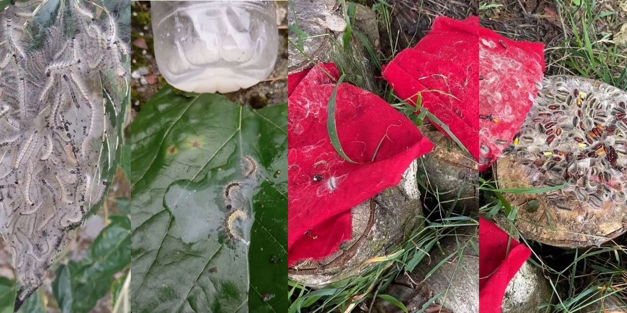 Rize’de Tırtıl İstilası: Üreticiler Yok Etmek İçin Tuzak Geliştiriyor