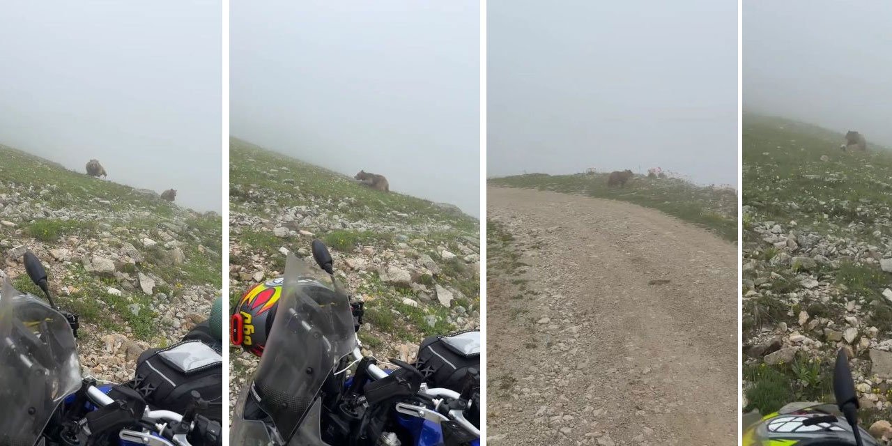 Rize’de Sislerin Arasından Çıkan Ayılar Motorcuları Korkuttu