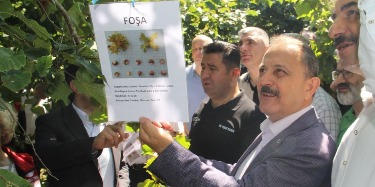 Fındık’ta 10 yıllık araştırma sonucu yayınlandı, yörelere uygun fındıklar belirlendi