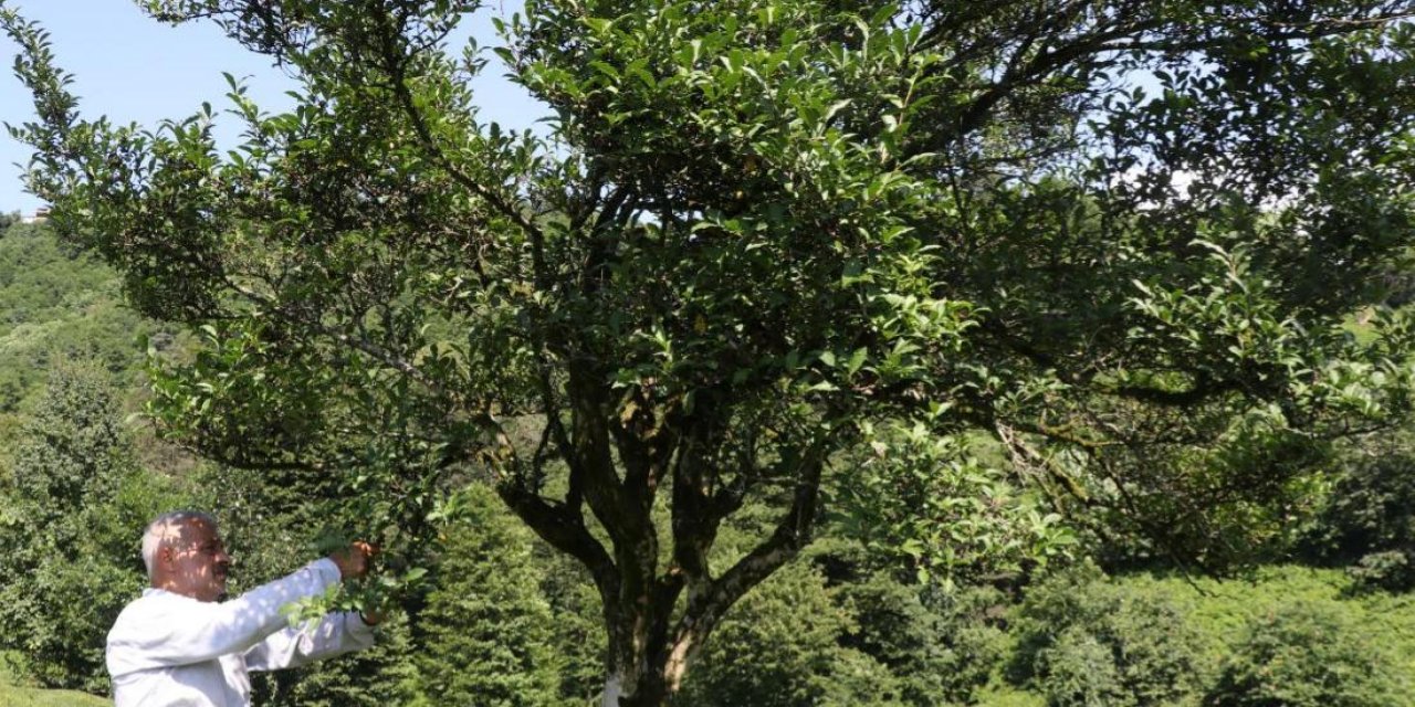 Rize'de yaklaşık 70 yıldır budanmayan çay ağacı görenlerin ilgisini çekiyor
