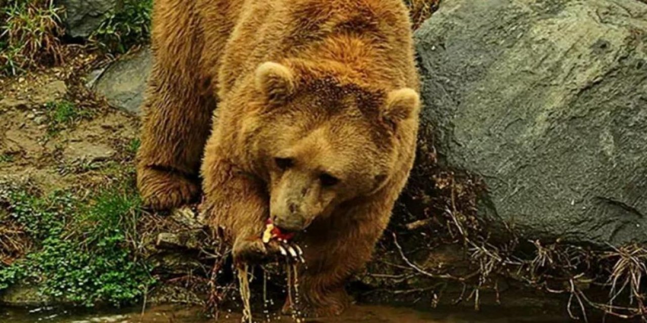 Karadeniz’de popülasyonu artan ayılar için uzmanından ‘önlem alınmalı’ uyarısı