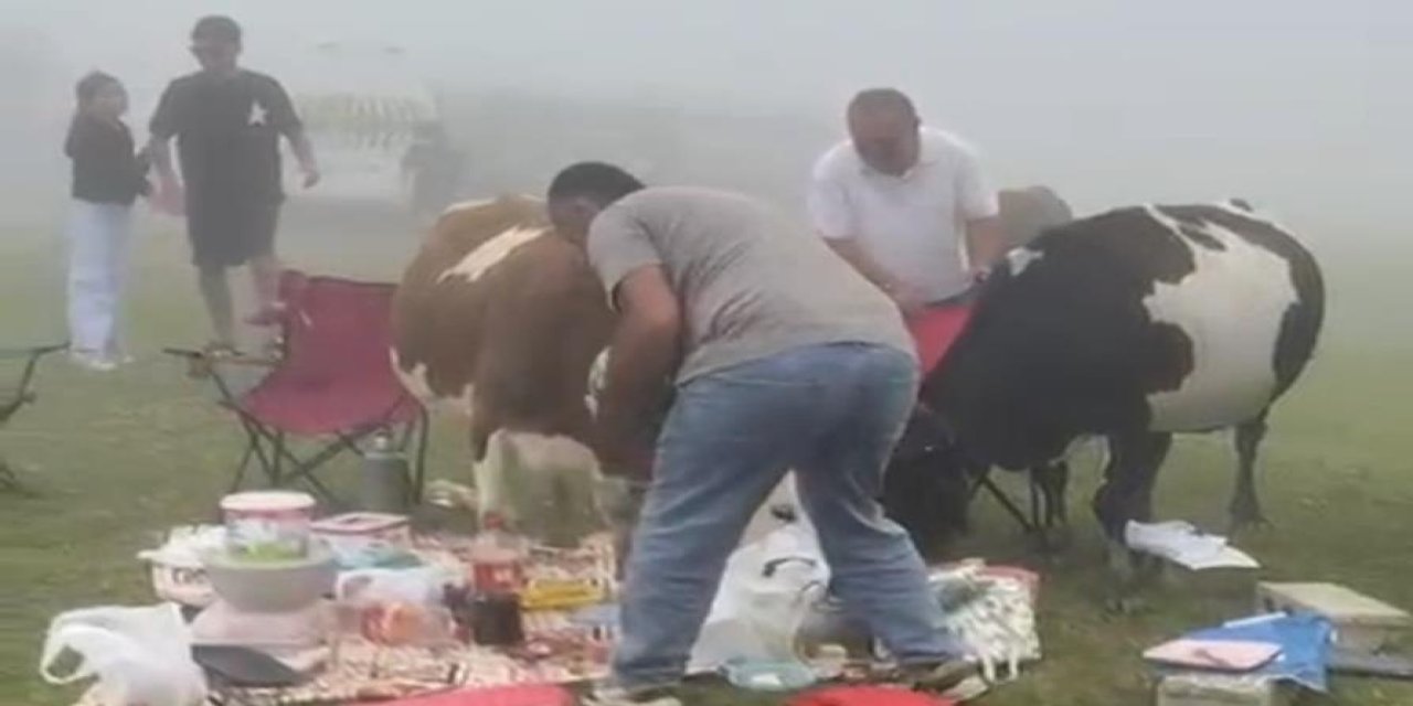Rize’de piknik masasının davetsiz misafirleri ile piknikçiler arasında güldüren kovalamaca