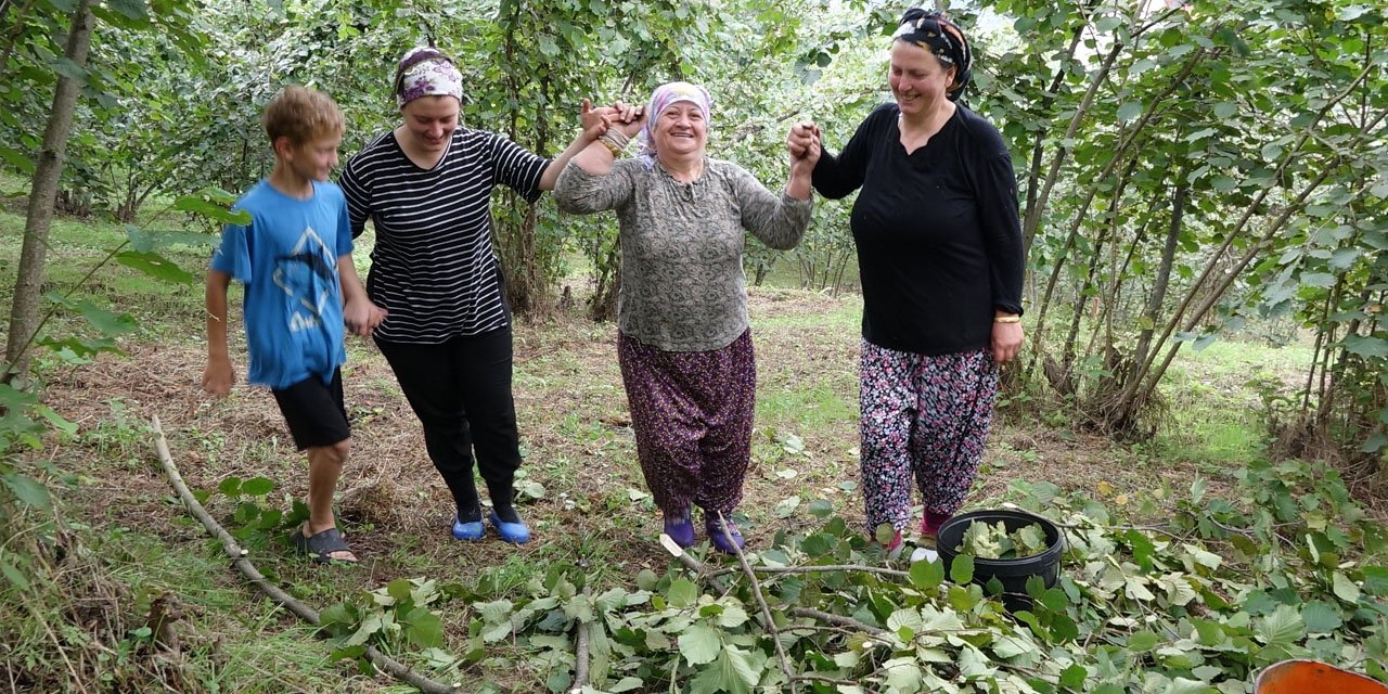 Karadeniz'de horonlu türkülü fındık hasadı