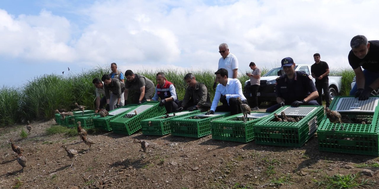 Gümüşhane’de yetiştirilen 400 sülün Artvin'in Arhavi ilçesinde doğaya salındı