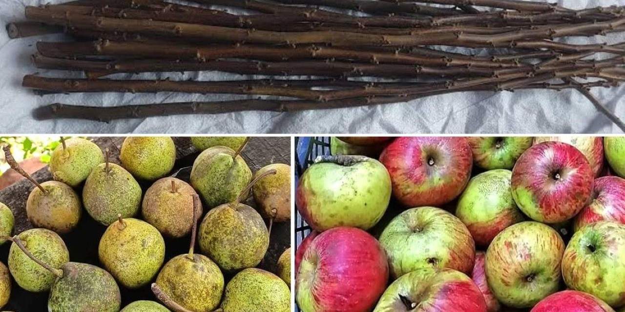 Melyat Deresi’nde ata mirası meyveler için seferberlik