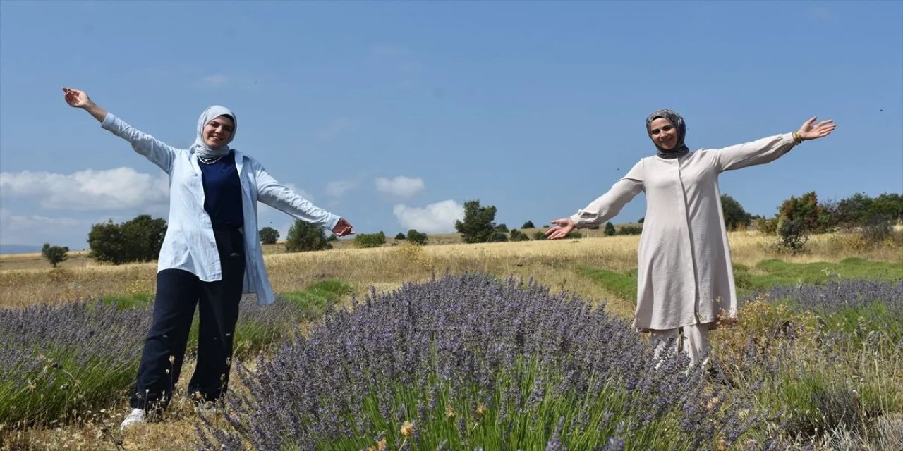 Gümüşhane'de 1450 rakımda lavanta yetiştiriliyor