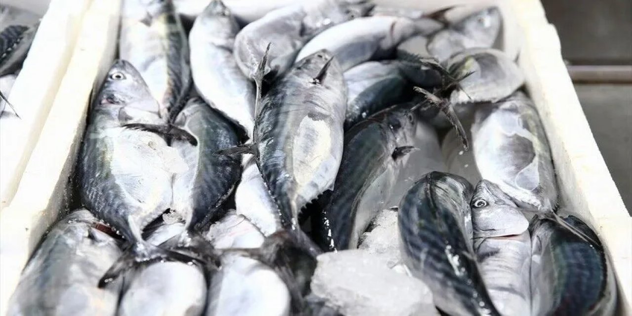 Giresun'da palamut sezonu bereketli başladı