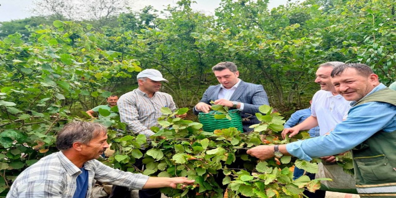 Ordu'da cami ihtiyacı için bağışlanan fındıklar imece usulü toplandı