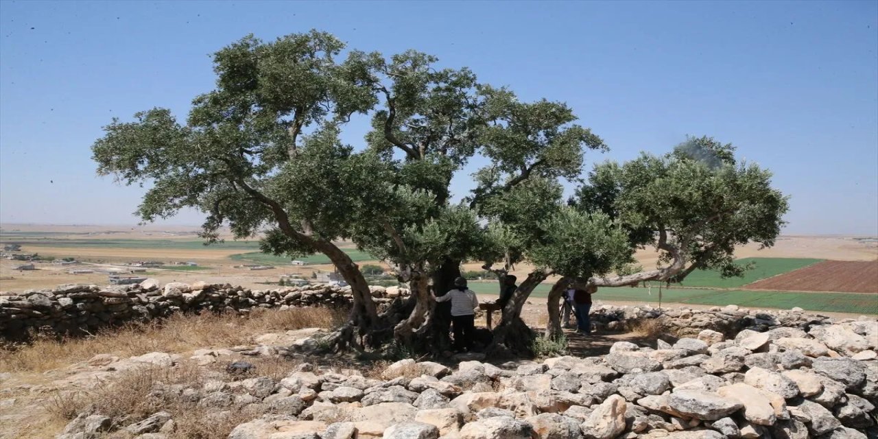 Şanlıurfa'da 13 asırlık zeytin ağacı meyve vermeyi sürdürüyor