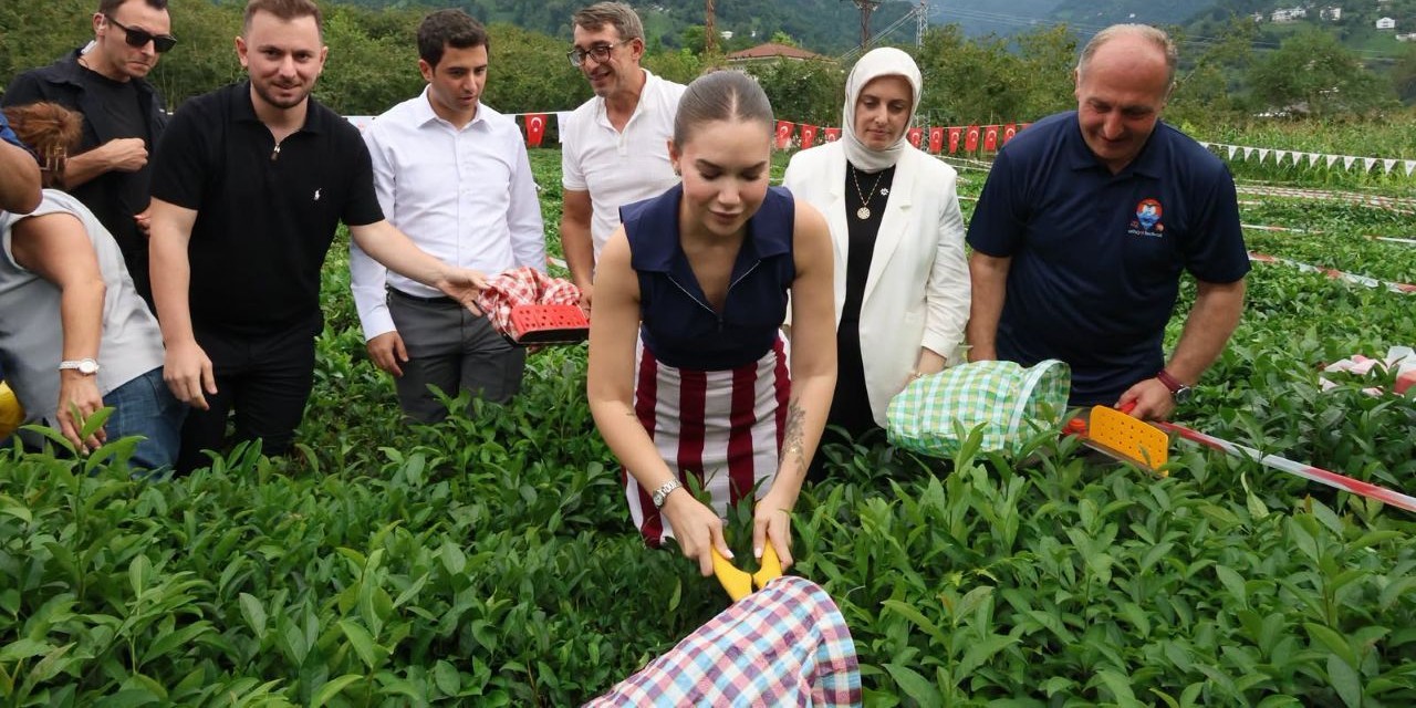 Arhavi’de çay toplama yarışması, Sanatçı Ece Mumay’da çay topladı