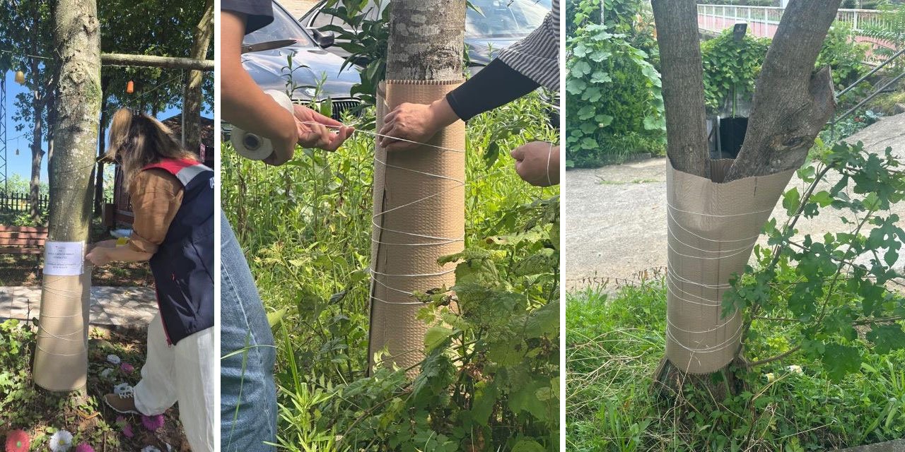 Rize’de mukavvalı mücadele: Zararlı için önlem alınıyor