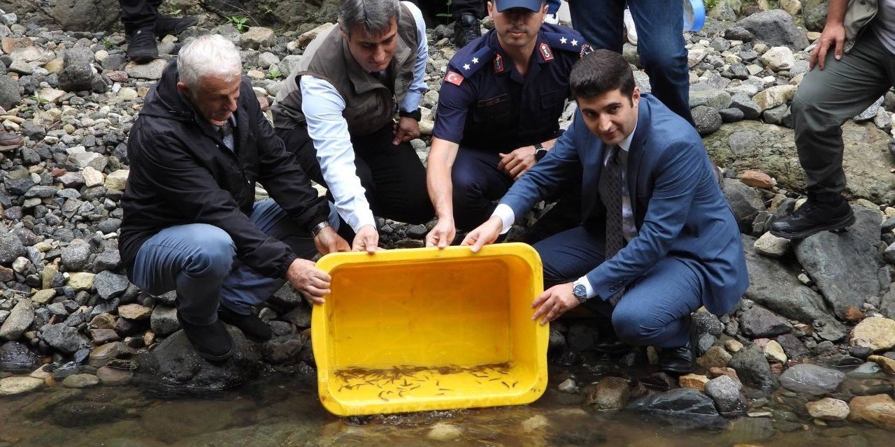 Artvin’de 35 bin Kırmızı Benekli Alabalık Yavrusu derelere bırakıldı