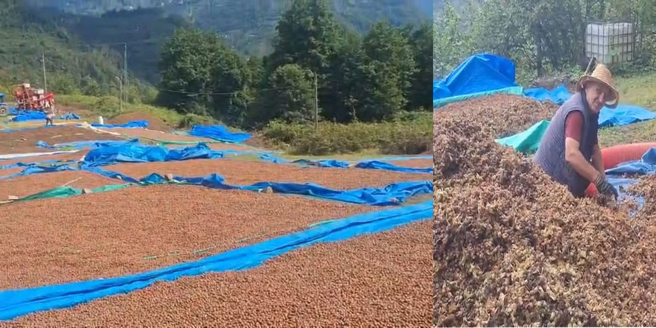 Borçka’da fındık alımları başladı, TMO depo açtı