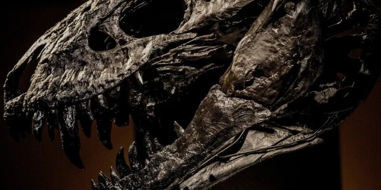 Araştırma, T-rex'in vücut ısısının insanlarınkine benzer olduğuna işaret ediyor