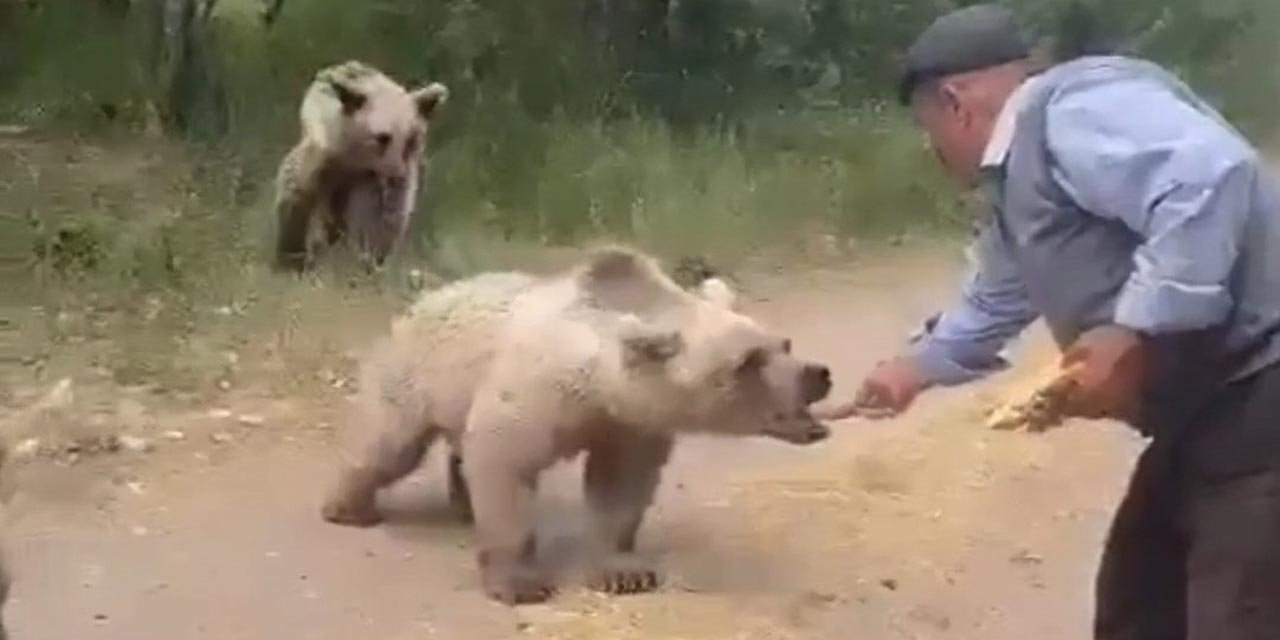 Boz ayıları elle besledi