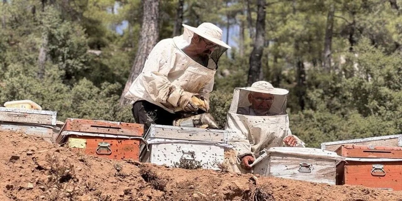 Muğla'da arıcılar çam balı rekoltesinden memnun