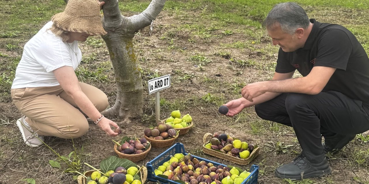 Karadeniz'in incir türlerinin genetiği koruma altına alındı