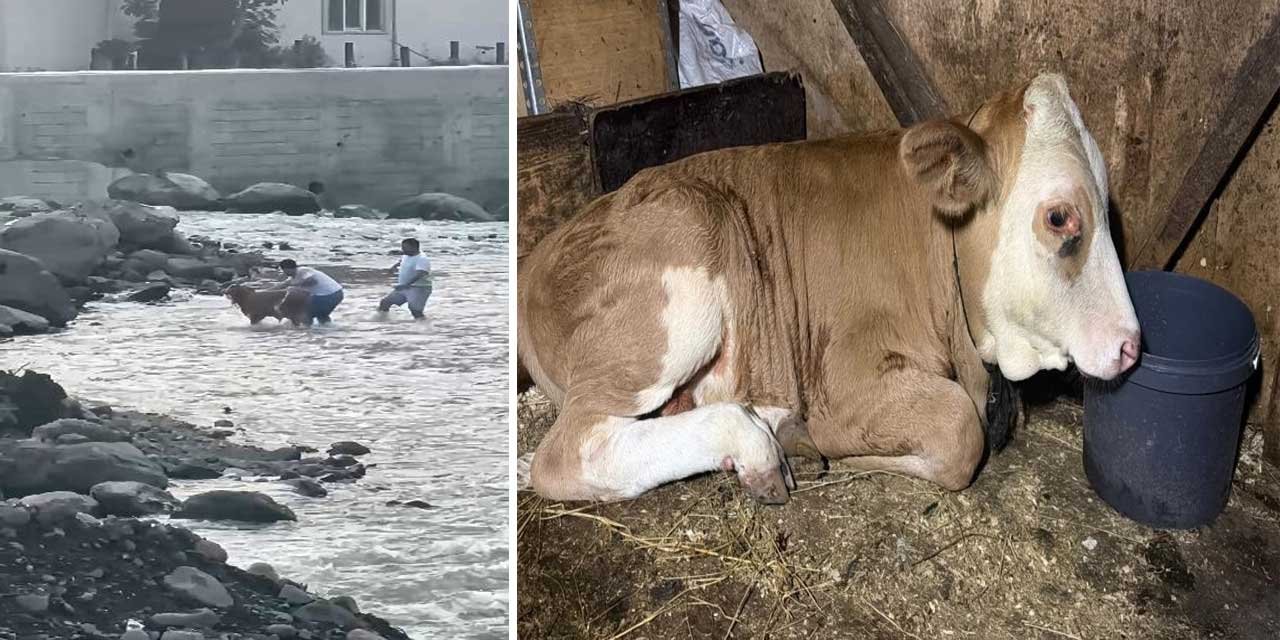 Derede akıntıya kapılan buzağıyı vatandaşlar kurtardı