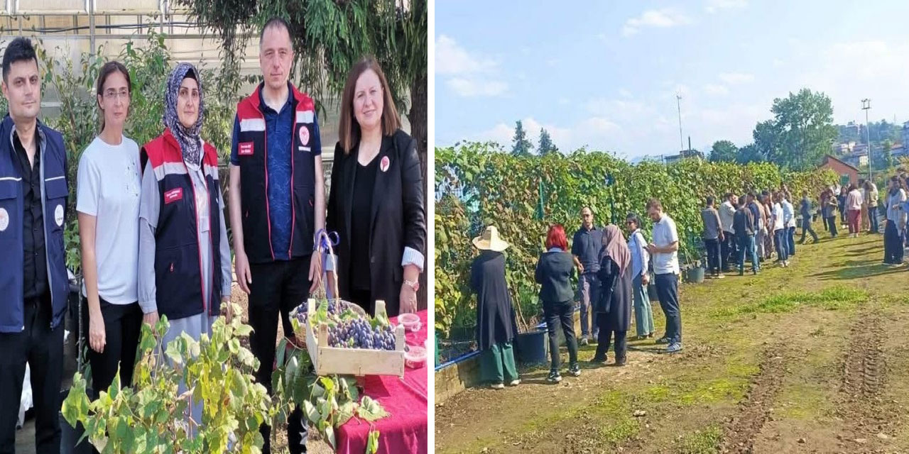Coğrafi İşaretli Kokulu Üzüm’de ‘Bağ Bozumu’ Etkinliği