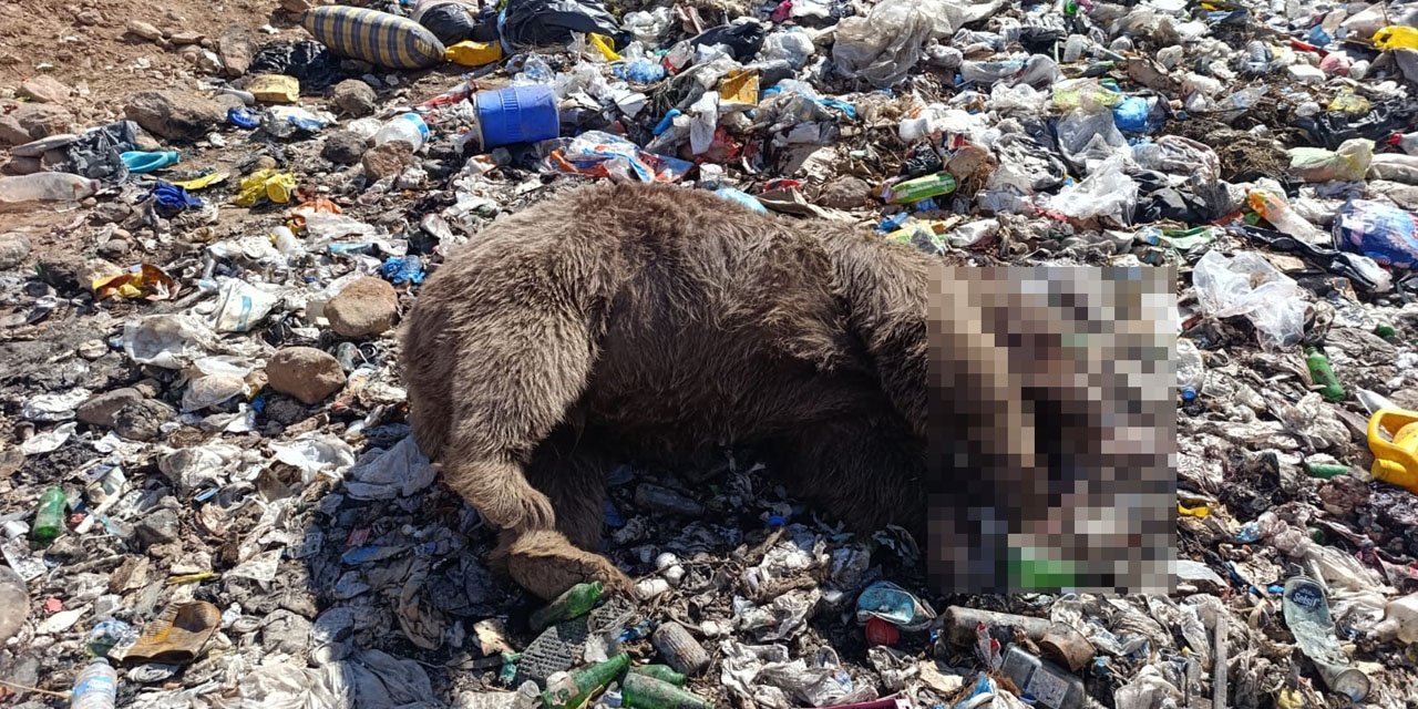 Bingöl’de 3 bozayı ölü bulundu