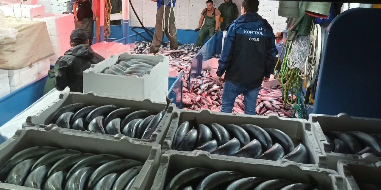 Rize'de Palamut Denetimi: Ekipler Gece Boyu Sahadaydı