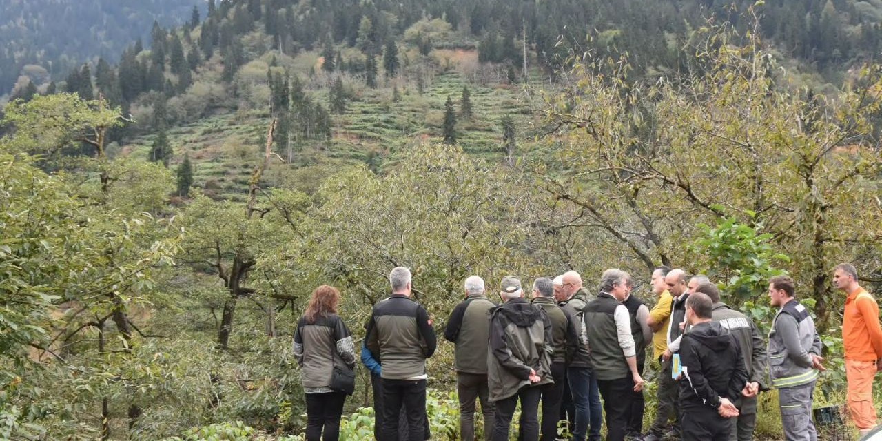Rize’de hastalıklı kestane ormanları için mücadele: Ekipler sahada