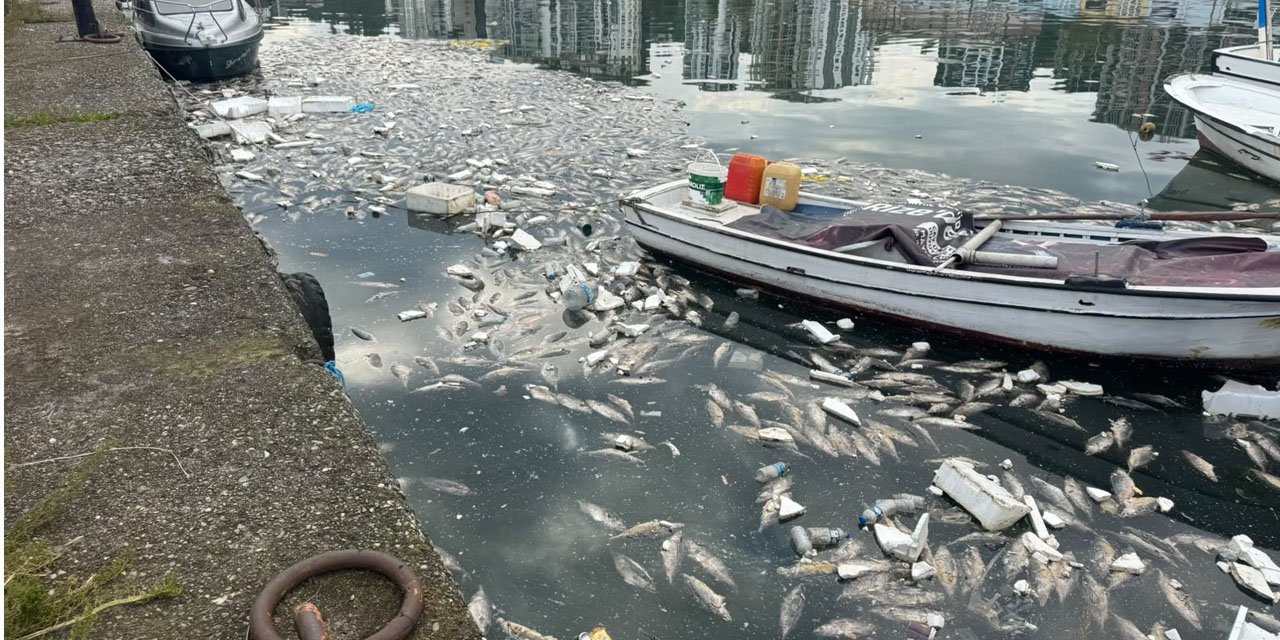 Rize'de palamut bolluğu çileye dönüştü, liman balık çöplüğüne döndü