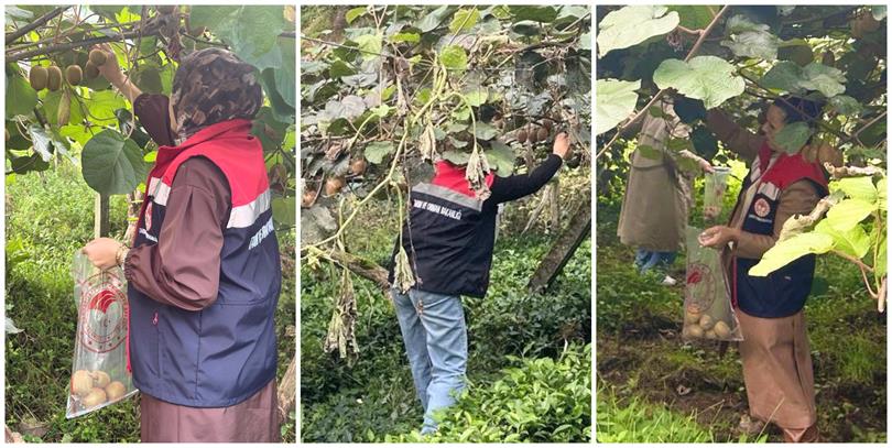 Rize'de Kivi Hasadı Öncesi Pestisit Denetimi Başladı